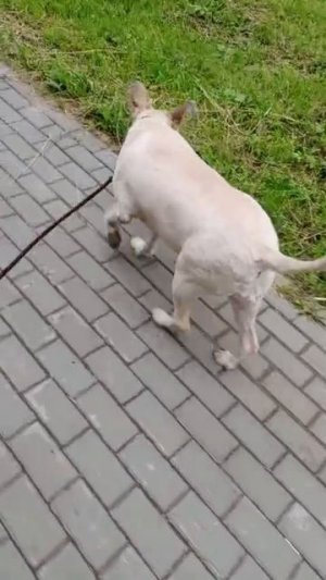 Хозяин умер. Но она ищет его взглядом. 
Она его ждёт .