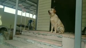 🐶