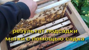 результат подсадки матки с помощью садка