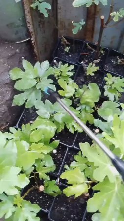 Подкормка инжира и фисташки Акбари по листу 21.07.2025г.  Small Garden's