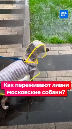 Мокрые лапы и дождевики: как собаки переживают ливни в Москве?