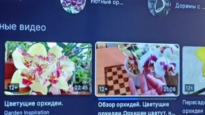 о мерзких блогерах и комментаторах 🤦♀что смотрю на рутубе !корни у орхидей