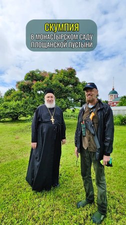 Скумпия в монастырском саду Площанской пустыне