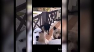 День " Пригласите инопланетянина себе в гости !"🤣🤣🤣🤣