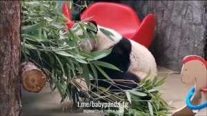 🐼 Бамбуковый гурман в действии! 🍃