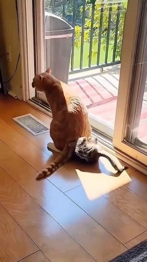 Смертельный прием😂 #животные #природа #юмор #прикол