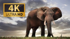 Животные в 4K: Удивительные Моменты Дикой Природы | Релакс с Красивой Музыкой