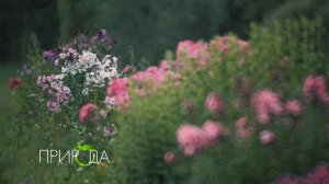 Флокс, Phlox