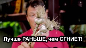 ВЫКОПАЛ ЧЕСНОК В ДОЖДЬ! И ЭТО ПРАВИЛЬНО? Разрушаем главный МИФ огородников!