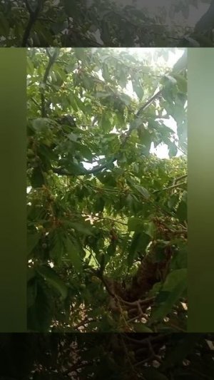 Балкон под черешней