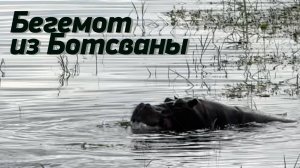 Бегемоты в реке Чобе, Ботсвана