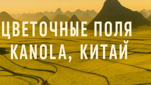 Цветочные поля Канола — золотая весна Китая