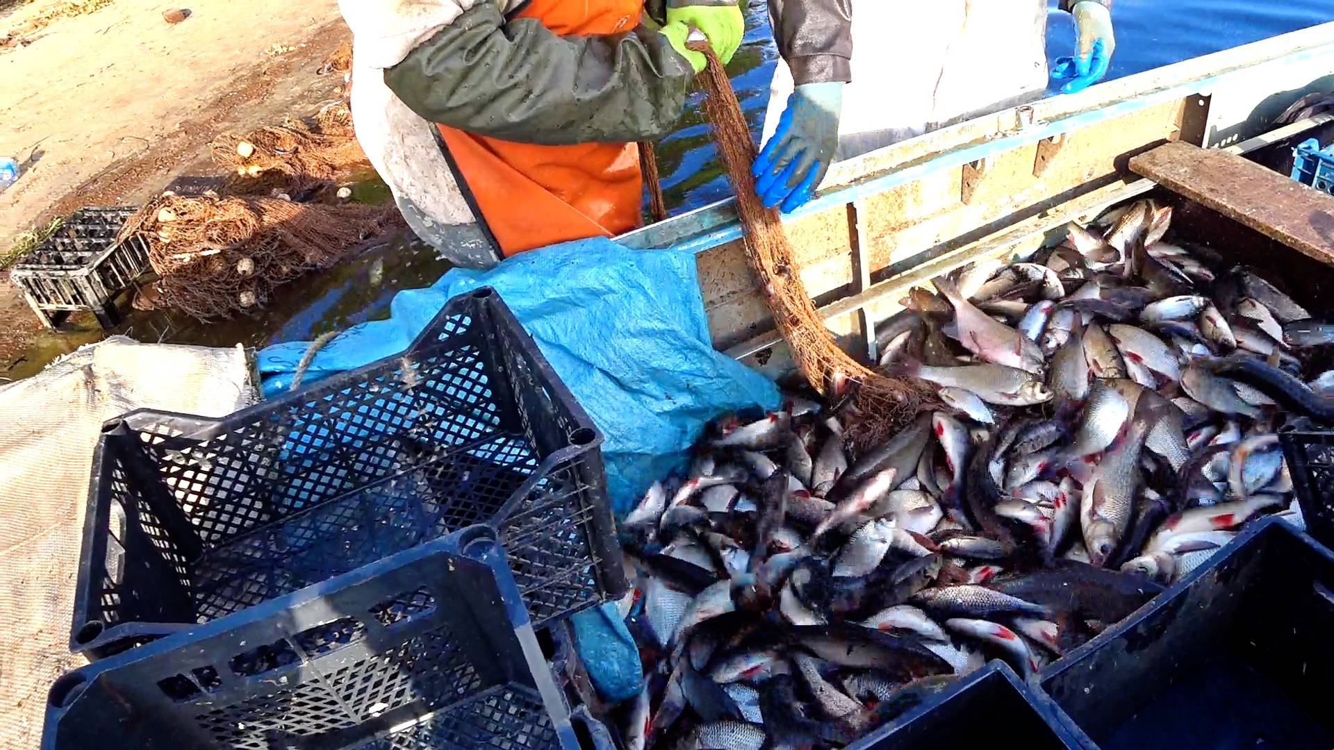 Добыча рыбы неводом 21 июля смотреть онлайн