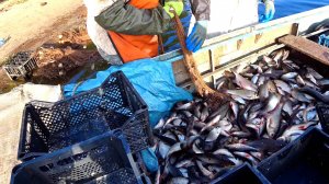 Добыча рыбы неводом 21 июля