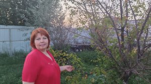 Поспели абрикосы.Показываю куст лесного ореха!