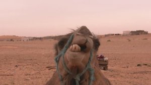 Про Верблюда, который мечтал напиться.