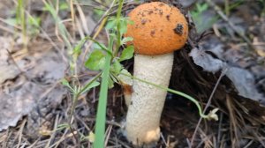 Грибная охота в июле 2025