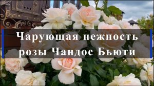 Чарующая нежность розы Чандос Бьюти