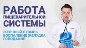Работа пищеварительной системы. Желчный пузырь, воспаление желудка, голодание