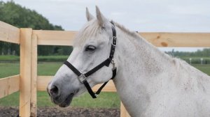 День Тамбовского поля 2025 1