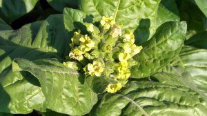 Махорка цветёт. ломаем цветоносы.#сезонконтентаRUTUBE.