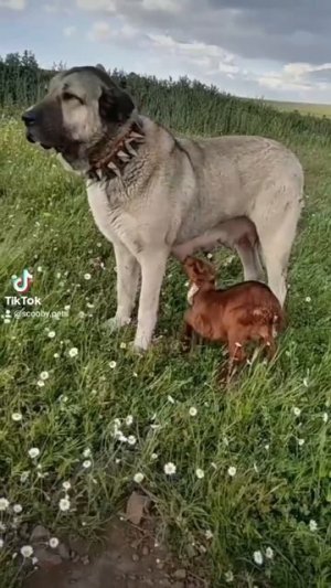Когда очень хочется молока 😋😍🐶😘