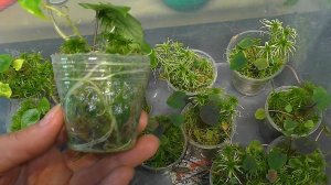 Адаптация алоказий из фласки. Первая подкормка и санитарная обрезка