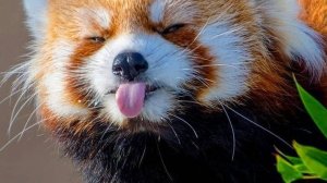 Милые красные панды — нарезка 🐼❤️✨😊🌸