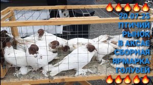 🔥🔥🔥 Птичий рынок в Аксае. Сборная ярмарка голубей. Часть 2. Pigeons Fair. Bird Market.