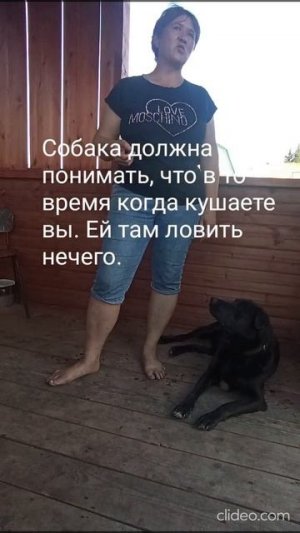 Как отучить собаку попрошайничать