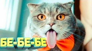 #80 Я РЖАЛ ДО СЛЕЗ 😂 ПОДНИМИ СЕБЕ НАСТРОЕНИЕ😆😆😆ЛУЧШИЕ ЛЮТЫЕ ПРИКОЛЫ / АКАДЕМИЯ ЮМОРА
