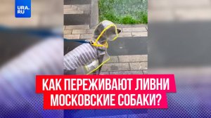 Мокрые лапы и дождевики: как собаки переживают ливни в Москве?