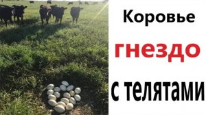 Приколы! КОРОВЬЕ ГНЕЗДО С ТЕЛЯТАМИ! Смешные видео - Доми шоу!