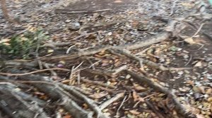 Фикус на кубе