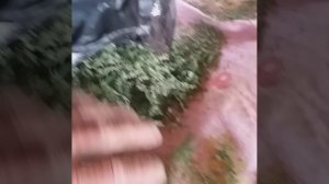 сухая лебеда и свежая ли Беда с крапивой