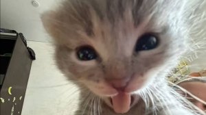 Мур-мур-микс — сборник самых нелепых и смешных котячьих казусов 🐾🤣