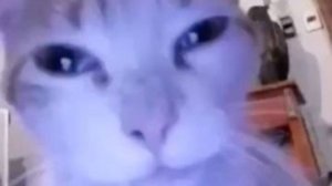 Кото-мания: лапки, мурлыканье и веселье! 🐱🎉🤣