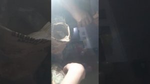 ночеёвка ;)