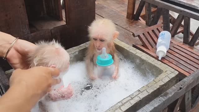 Обезьянки две лапатушки пушистые купаются за соску Пищат вырываются но моются малышата