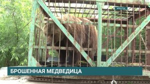 Брошенная медведица Маша из Листвянки обрела новый дом
