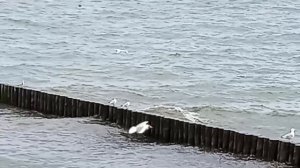 Много чаек на море в июле 2025 года