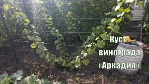 Виноград Аркадия | Мой куст винограда Аркадия