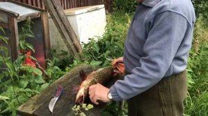 Новинки ножей от Кузни Медведь
