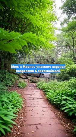 Shot: в Москве упавшие деревья повредили 6 автомобилей