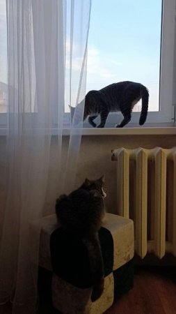 Наши тараканы