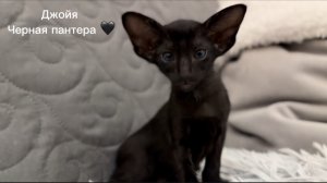 Джойя в поисках родителей 🖤