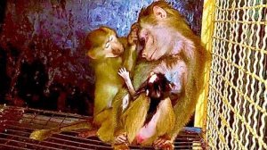 Как МИЛО! Маняшка ухаживает за Лидочкой надеясь стать ее подружкой и получить доступ к Анфисе)