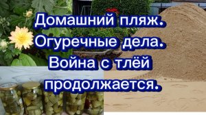 21-07-2025Домашний пляж.Огуречные дела.Война с тлёй продолжается.