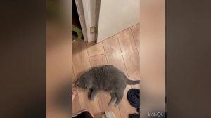 Отдых кота