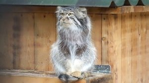 Беспокойная мама Снежинка, котята и кормилица, с которой не хочется расставаться.